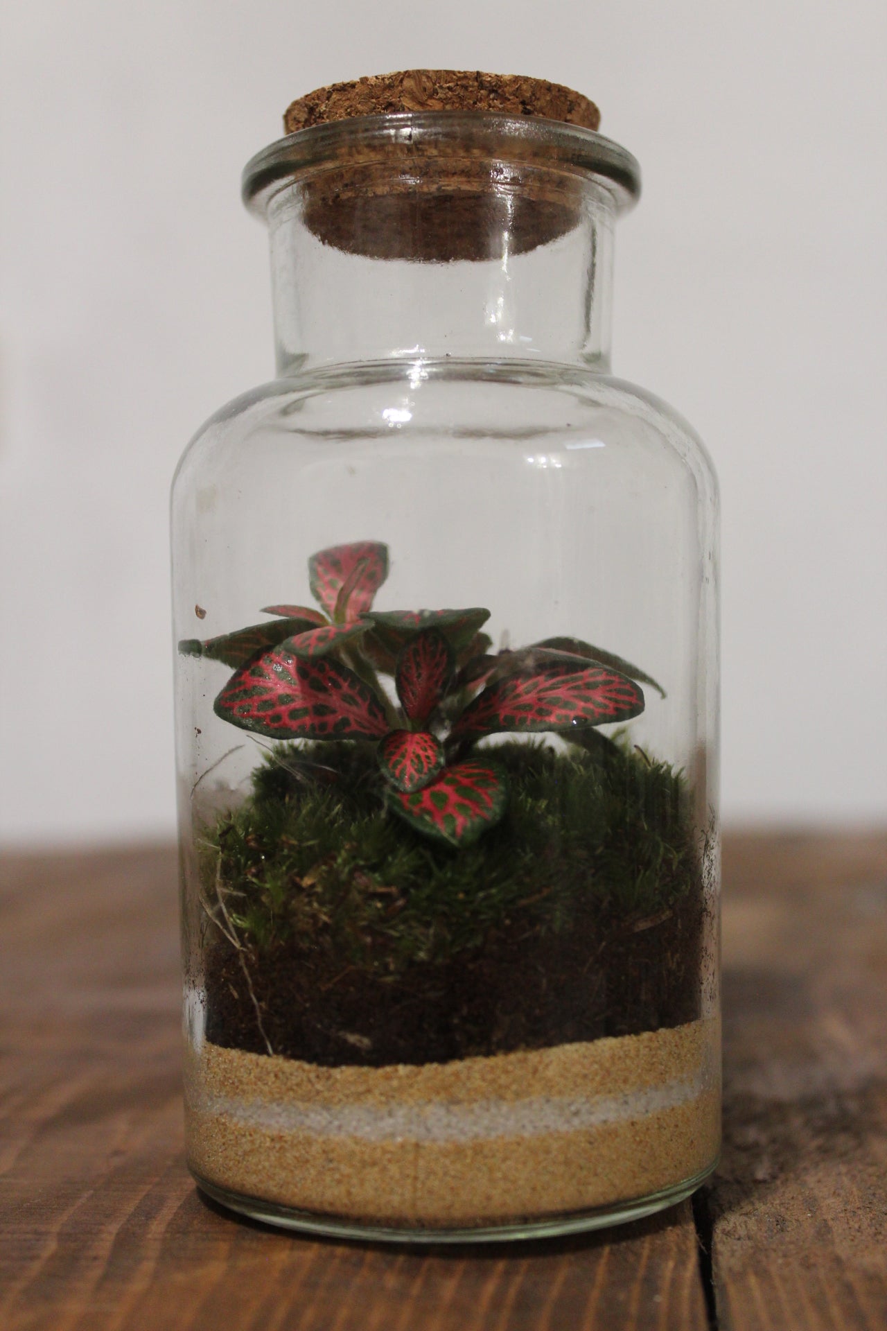 Mini terrario 150ml Fittonia rossa