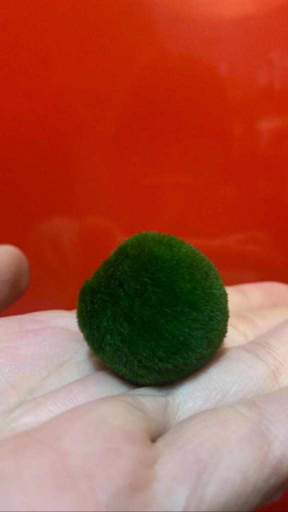 Marimo