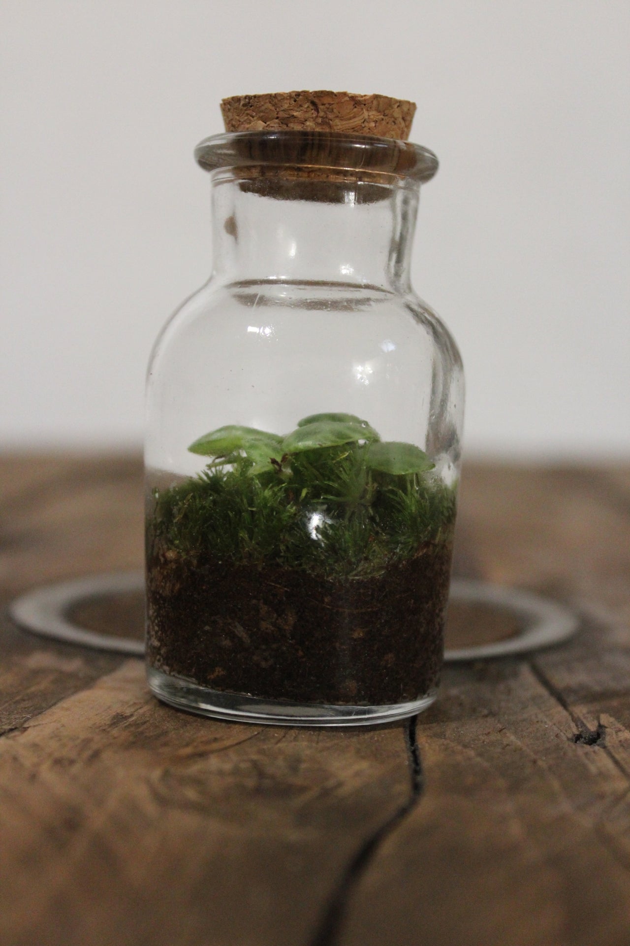 Mini terrario 60ml Peperomia Prostrata