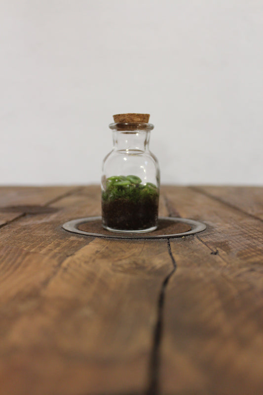 Mini terrario 60ml Peperomia Prostrata