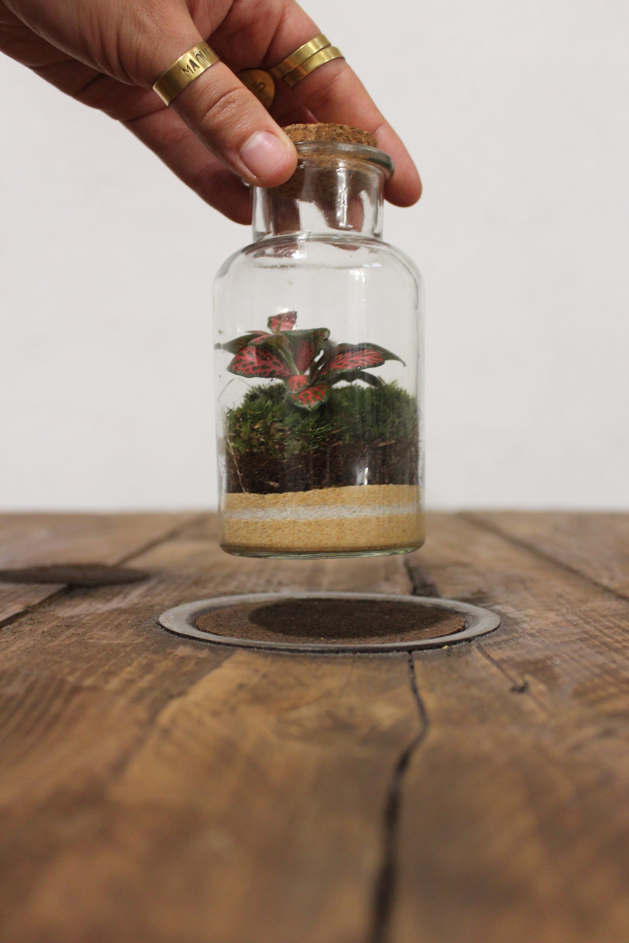 Mini terrario 250ml con Fittonia rossa