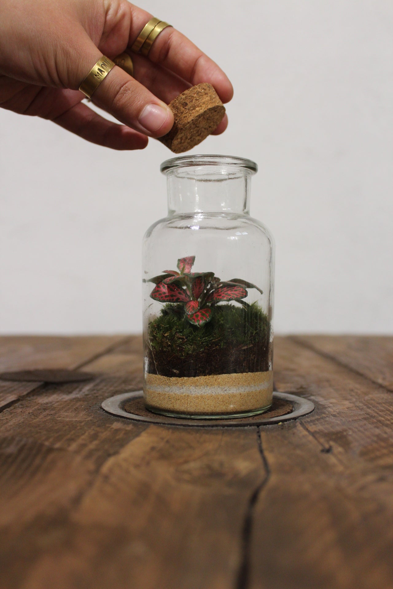 Mini terrario 250ml con Fittonia rossa