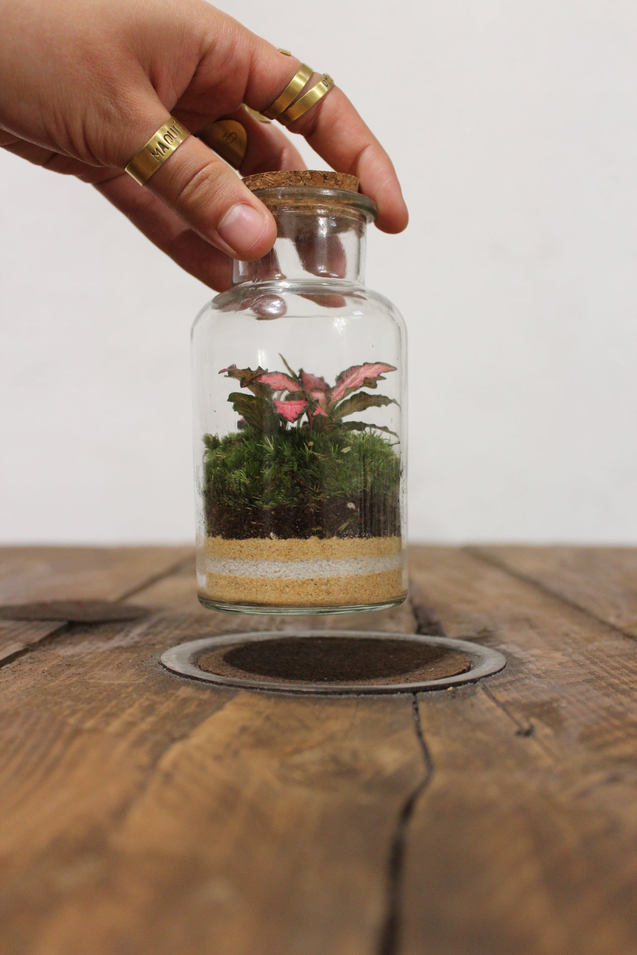 Mini terrario 250ml con Fittonia rosa