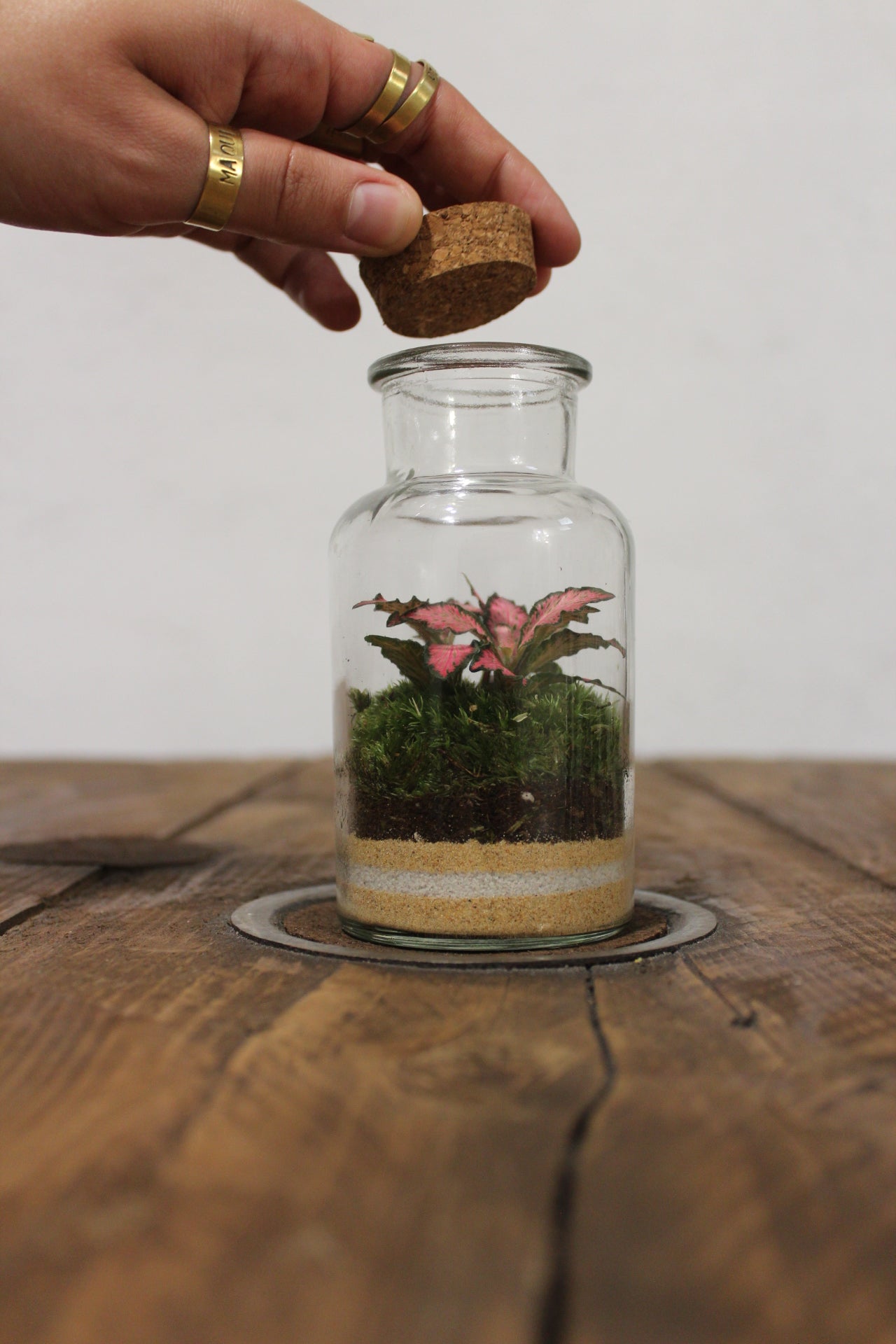 Mini terrario 250ml con Fittonia rosa