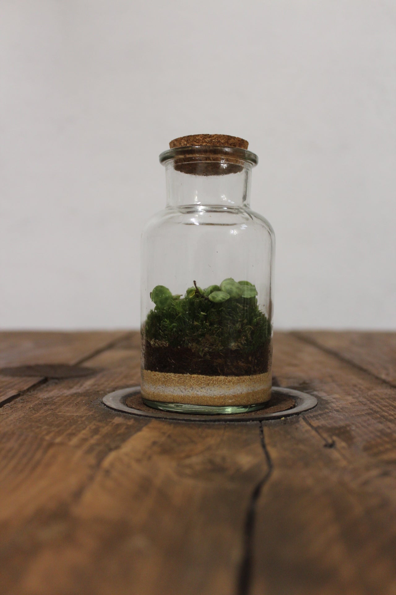 Mini terrario 250ml con Peperomia Prostrata