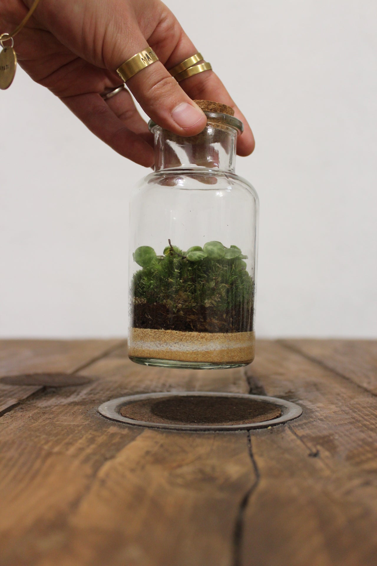 Mini terrario 150ml peperomia prostrata