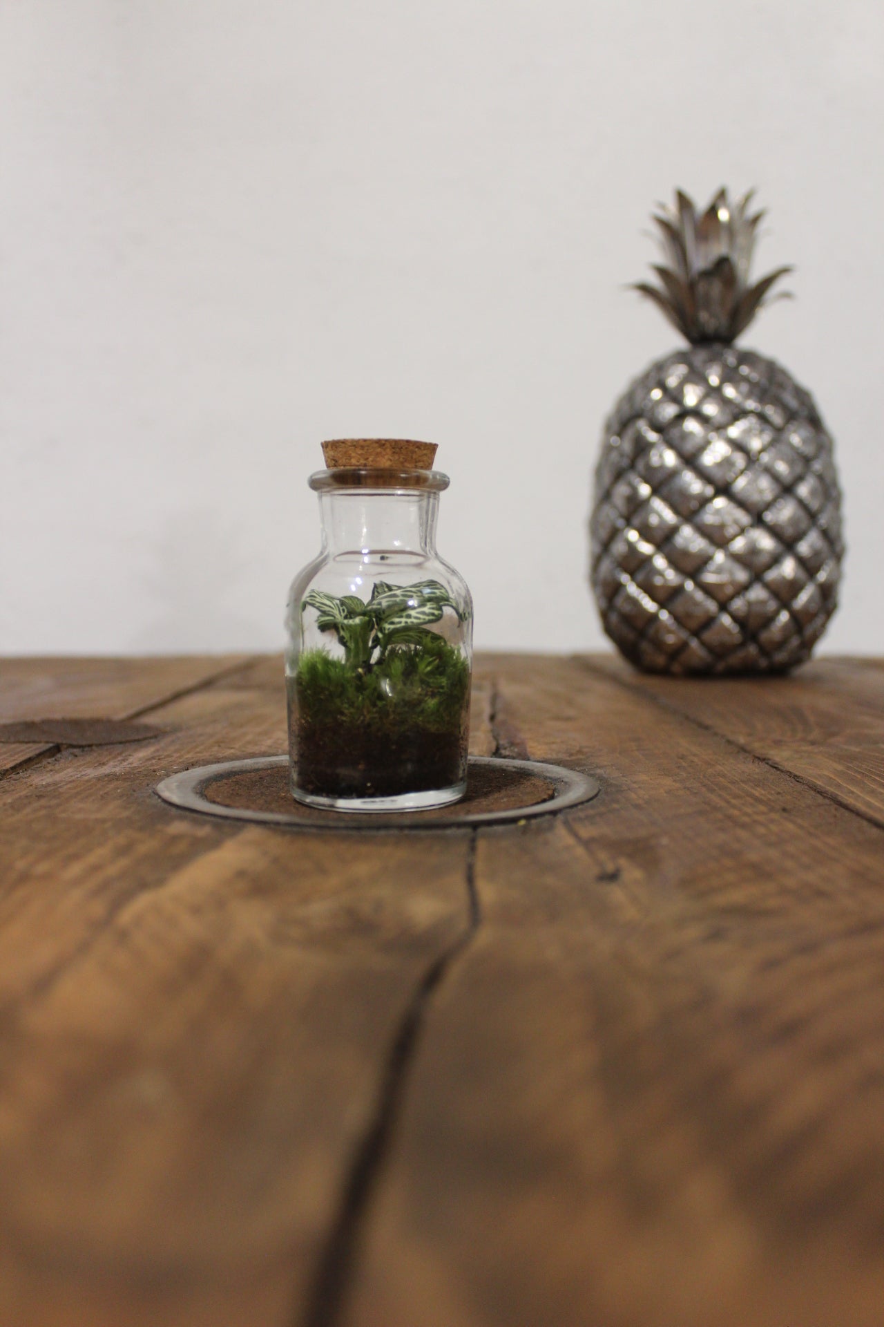 Mini terrario 60ml Fittonia verde