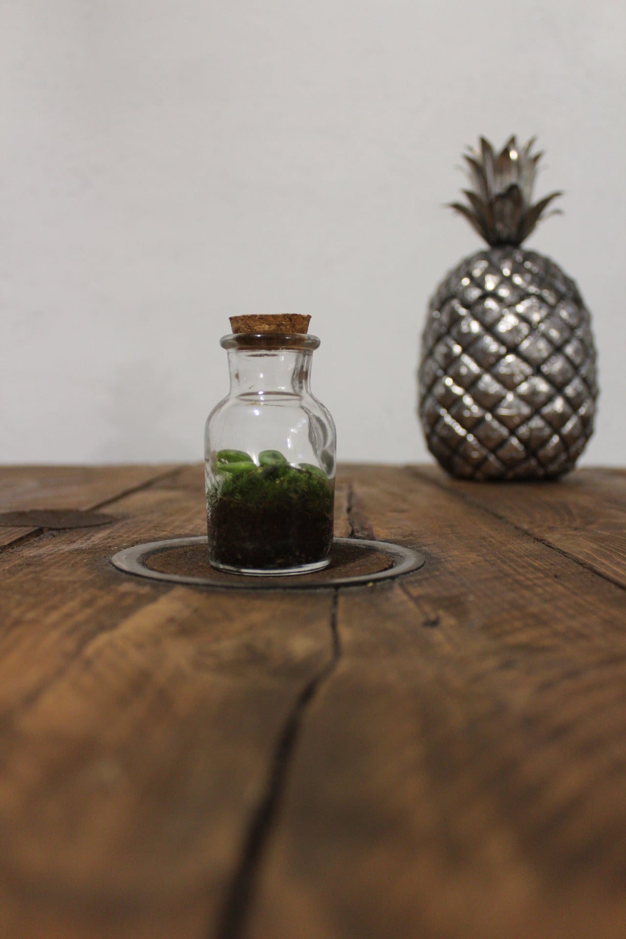 Mini terrario 60ml Peperomia Prostrata