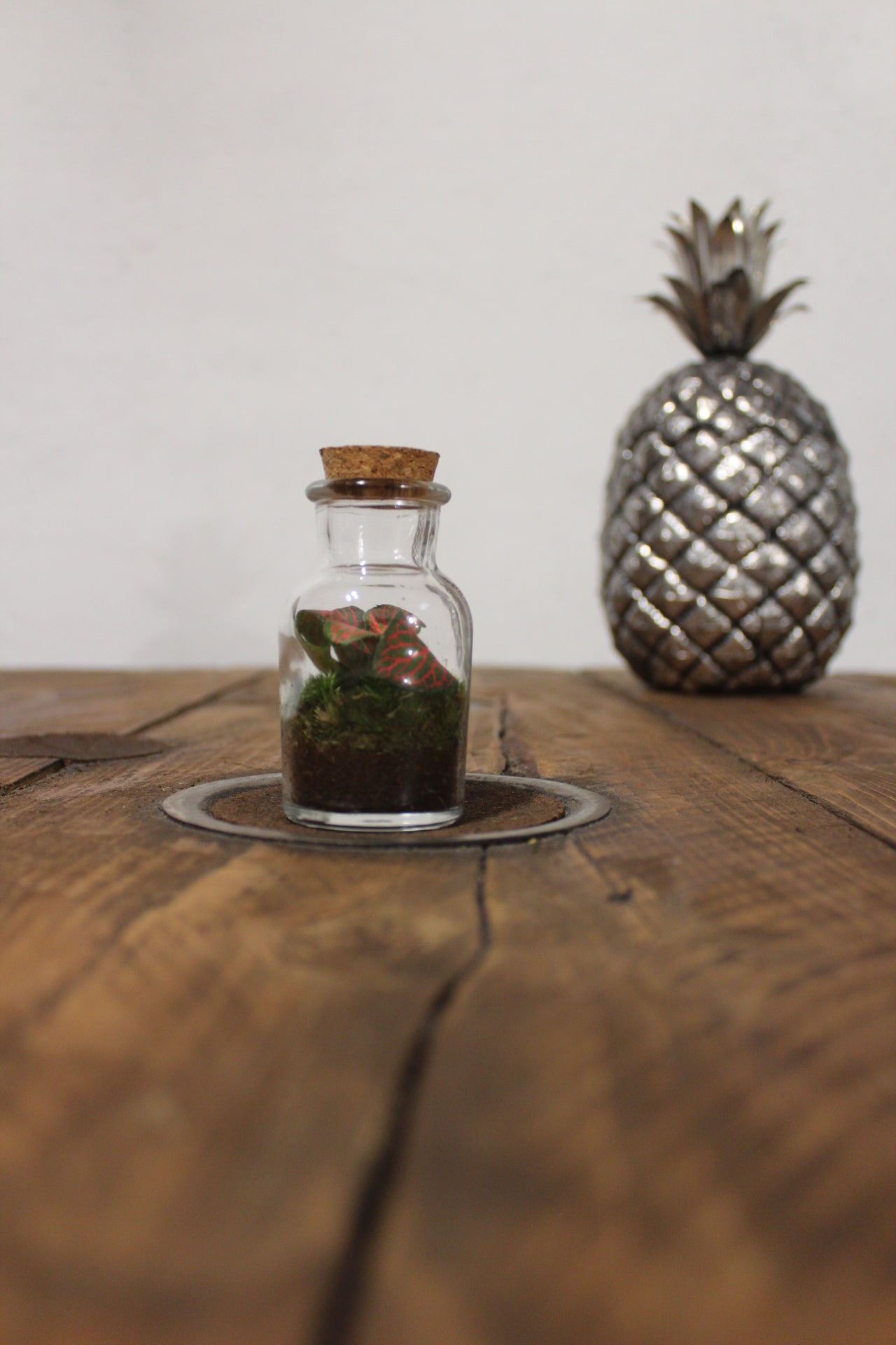 Mini terrario 60ml Fittonia rossa