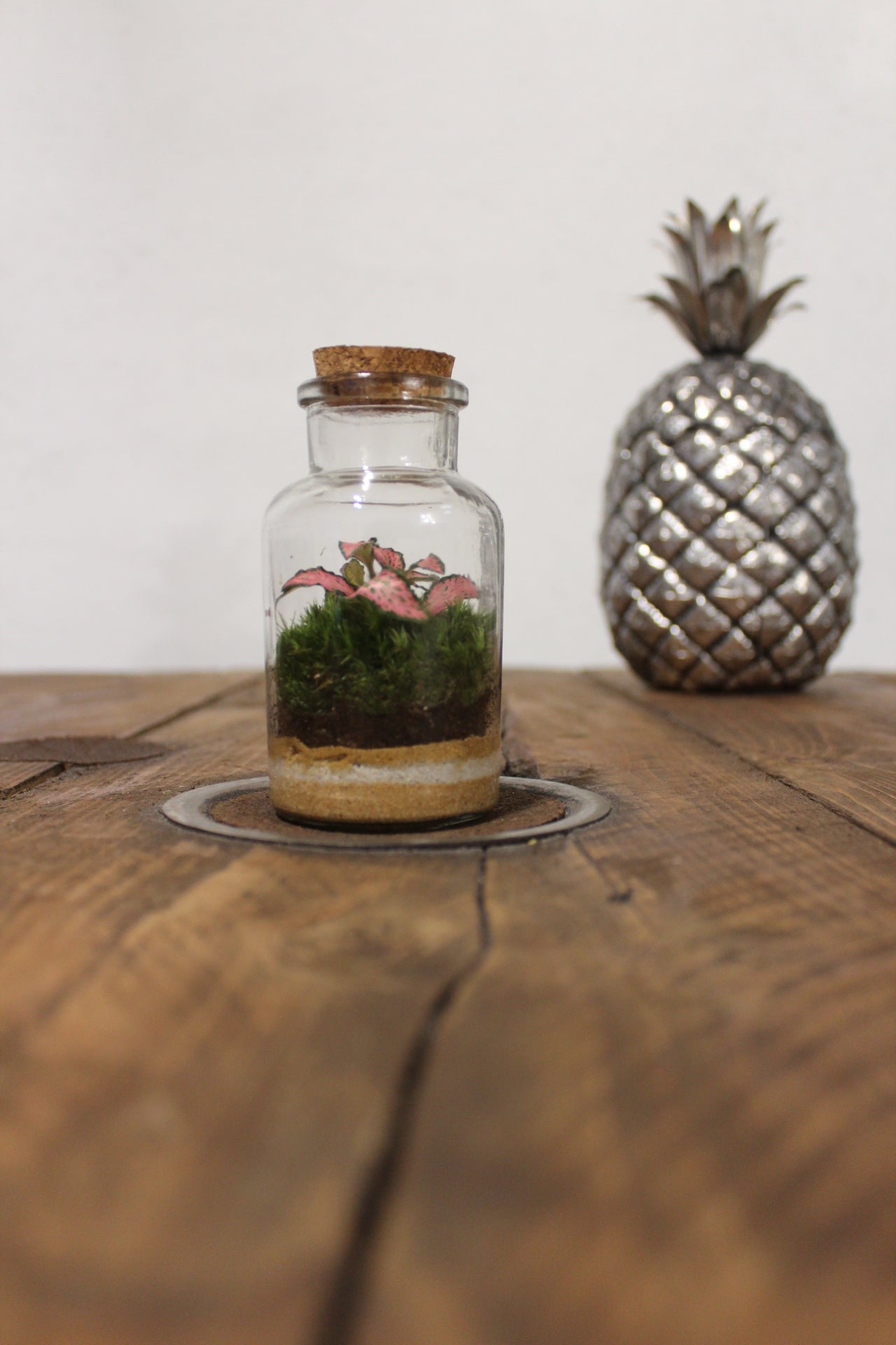 Mini terrario 150ml Fittonia rosa