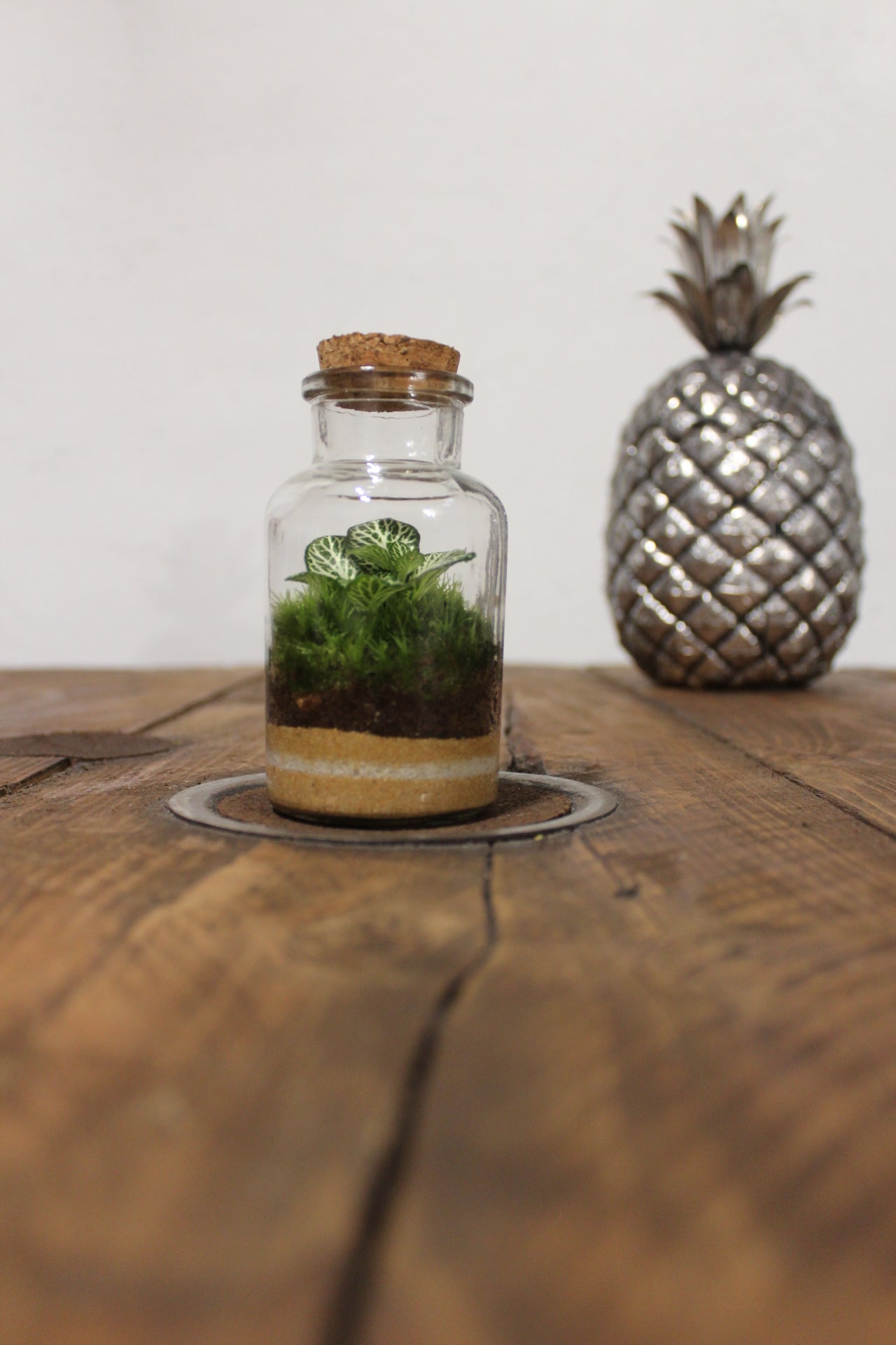 Mini terrario 150ml Fittonia verde