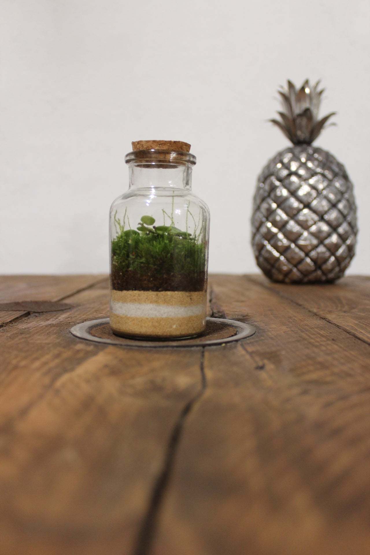 Mini terrario 150ml peperomia prostrata