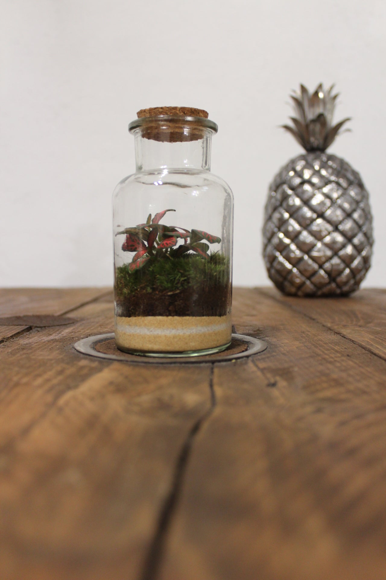 Mini terrario 250ml con Fittonia rossa