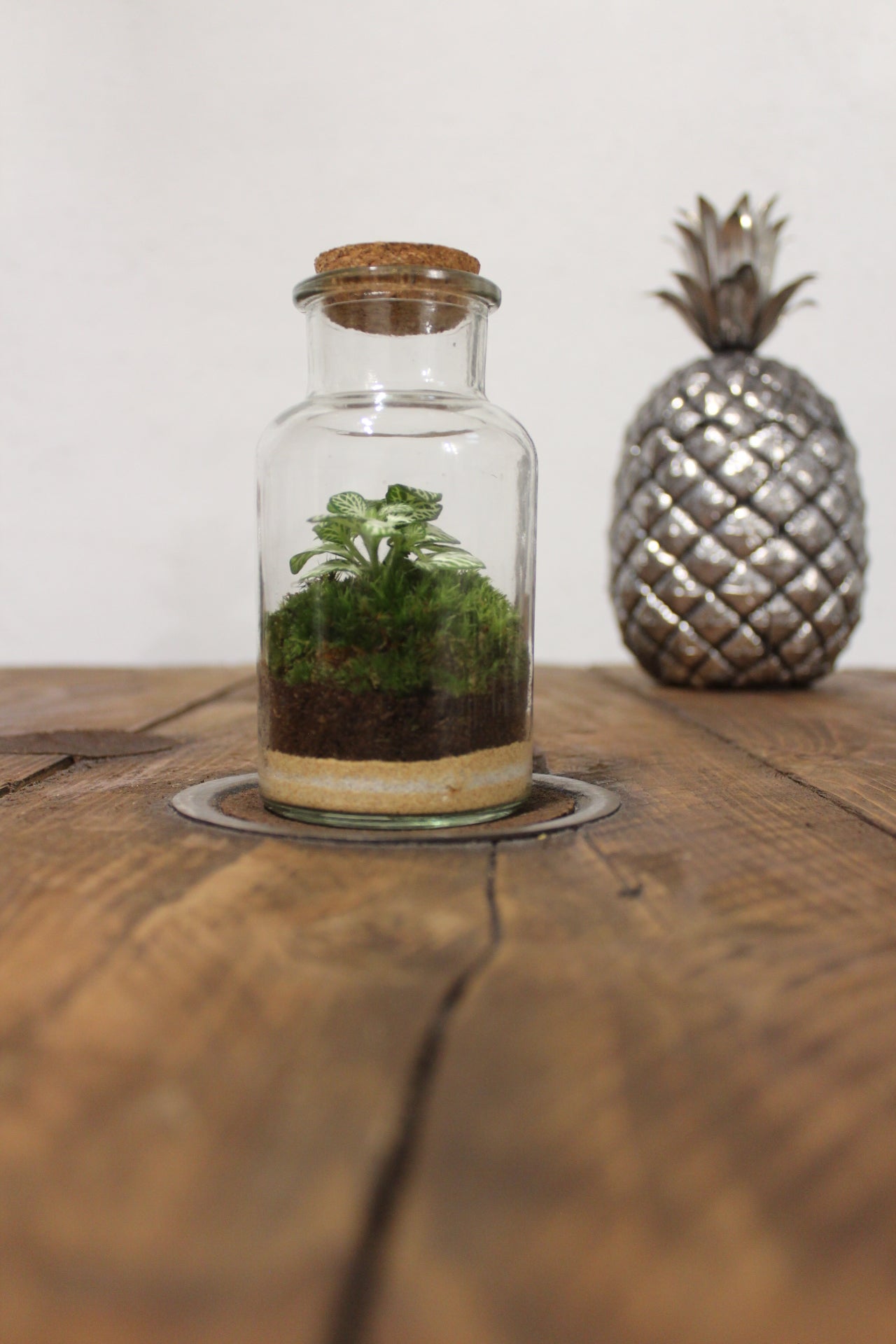 Mini terrario 250ml con Fittonia verde