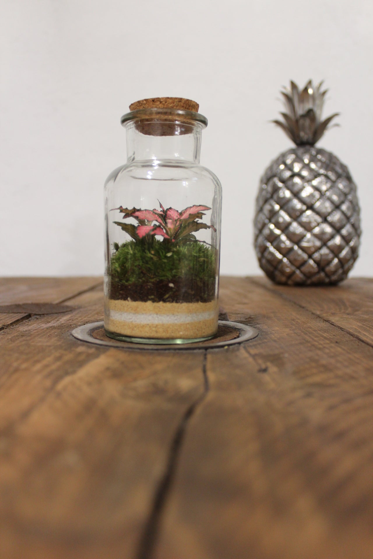 Mini terrario 250ml con Fittonia rosa