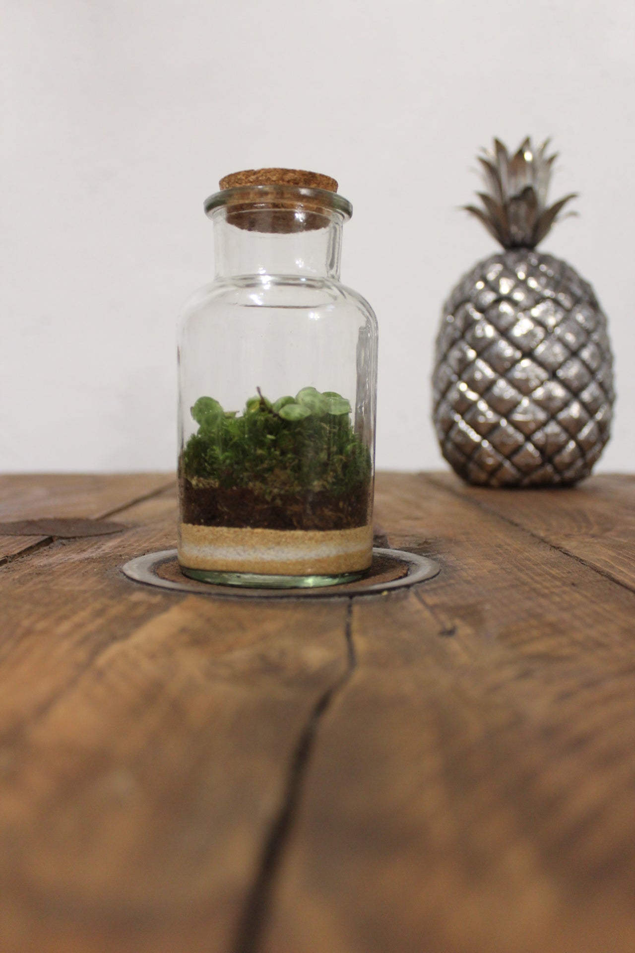 Mini terrario 250ml con Peperomia Prostrata