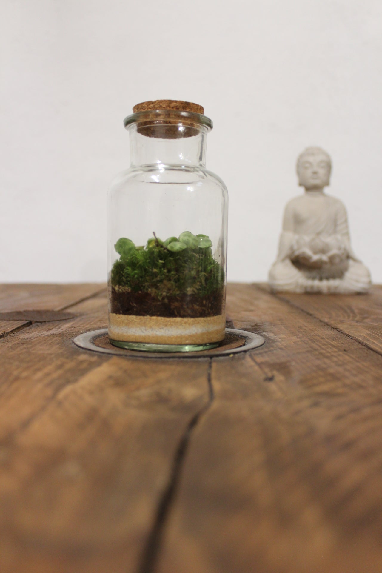 Mini terrario 250ml con Peperomia Prostrata