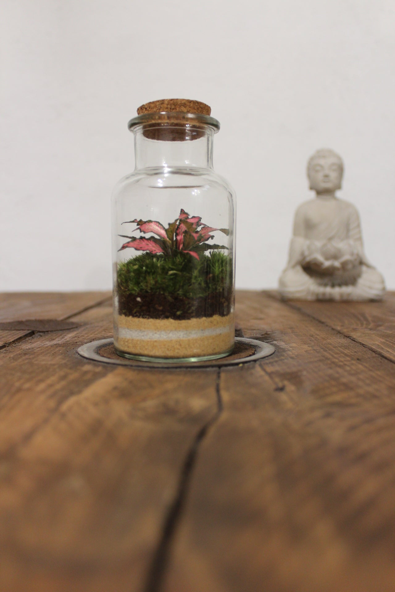 Mini terrario 250ml con Fittonia rosa