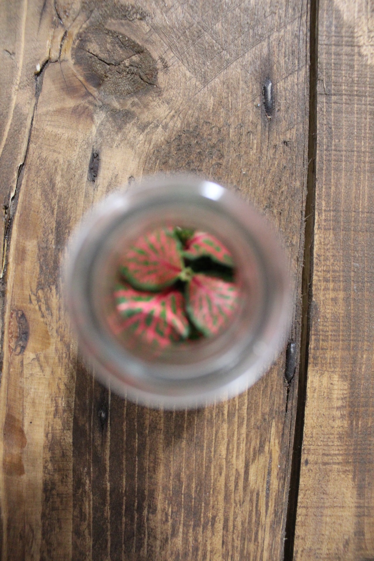 Mini terrario 60ml Fittonia rossa