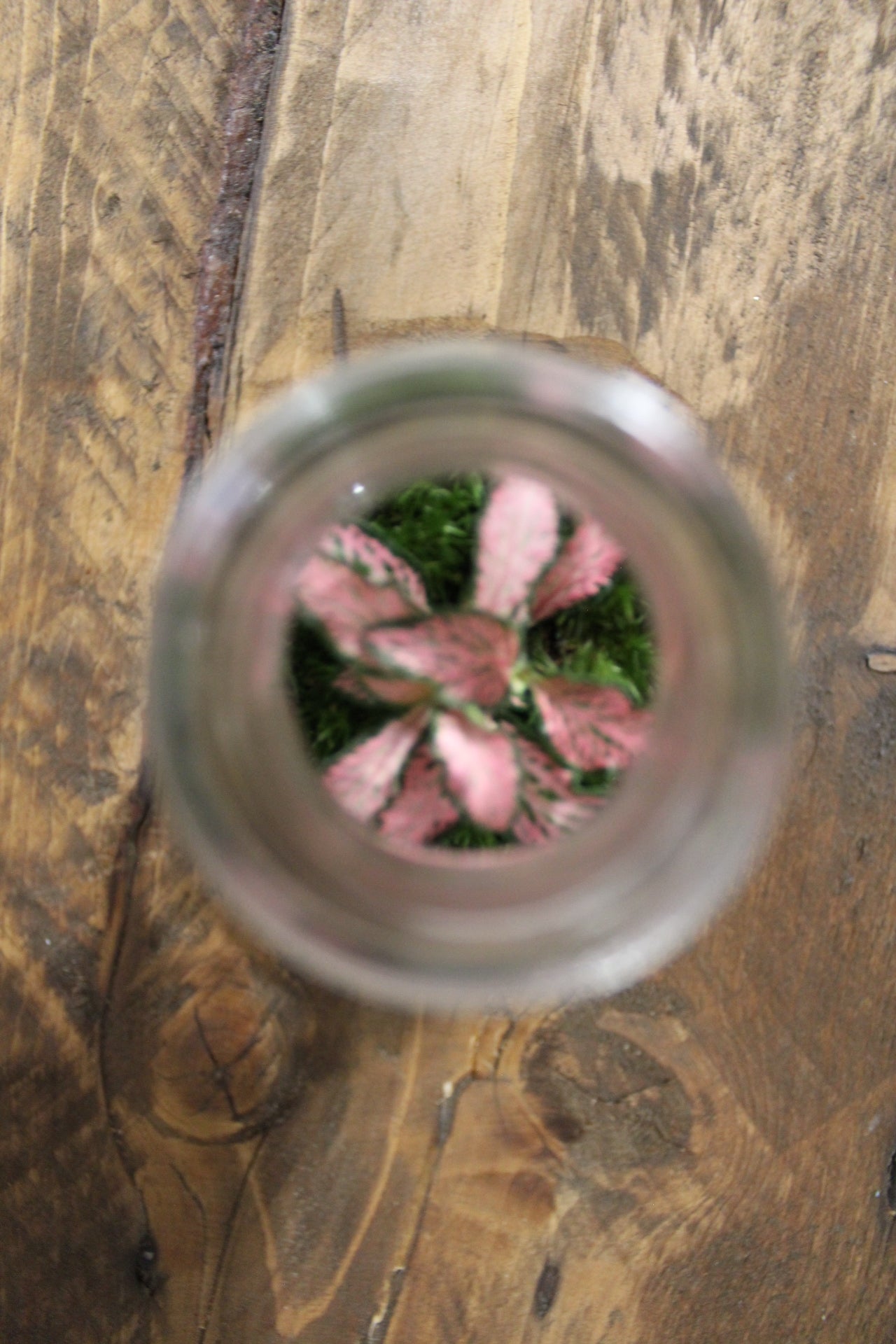 Mini terrario 150ml Fittonia rosa