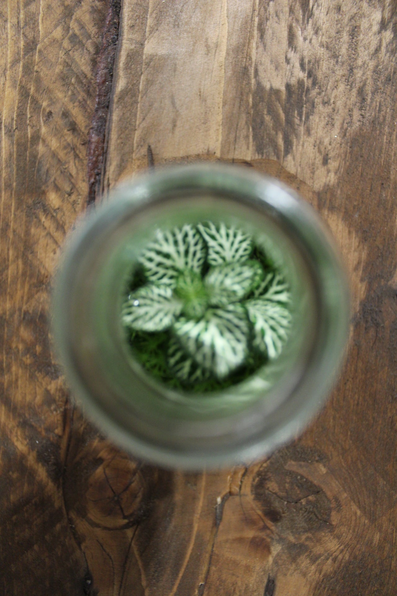 Mini terrario 150ml Fittonia verde