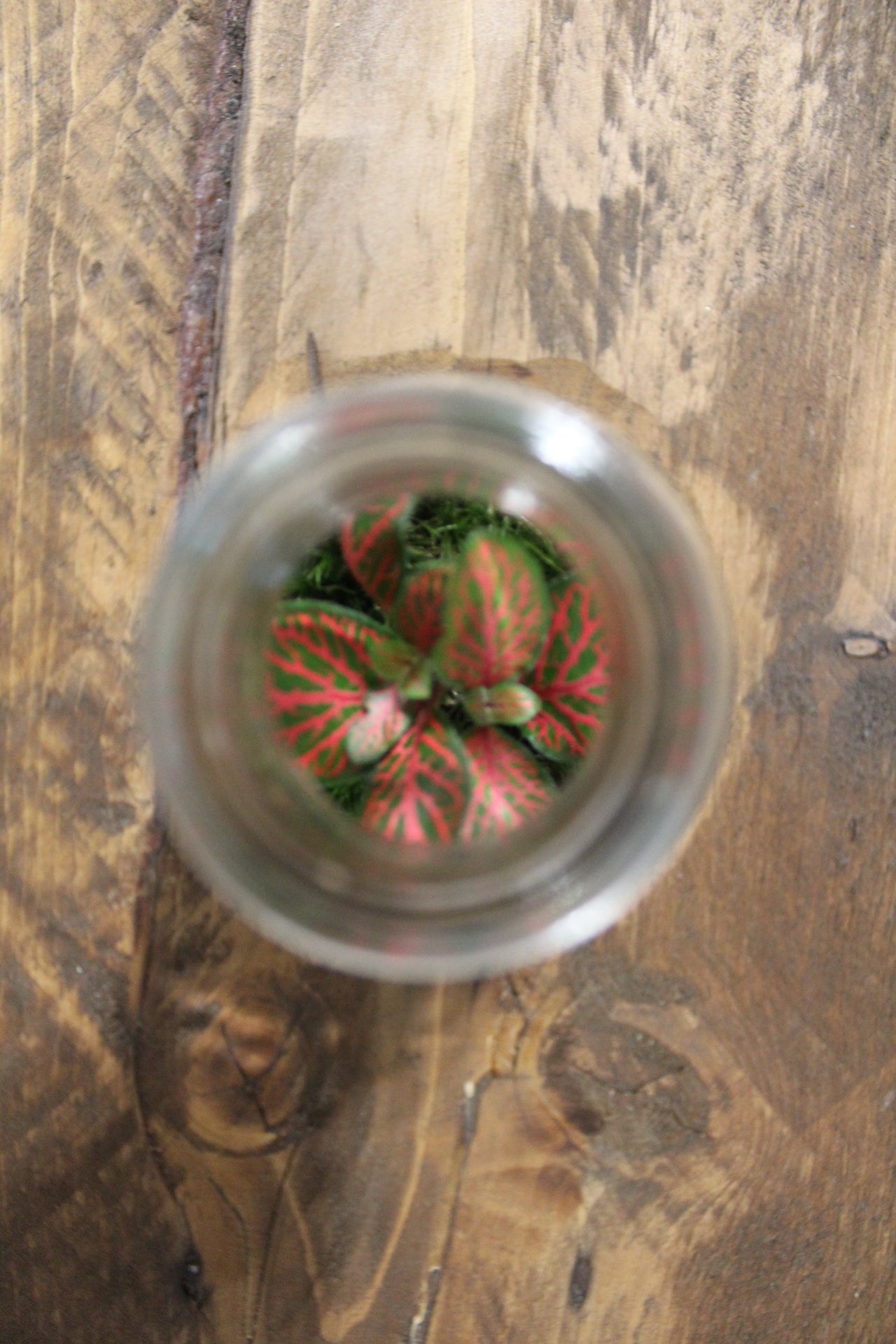 Mini terrario 150ml Fittonia rossa