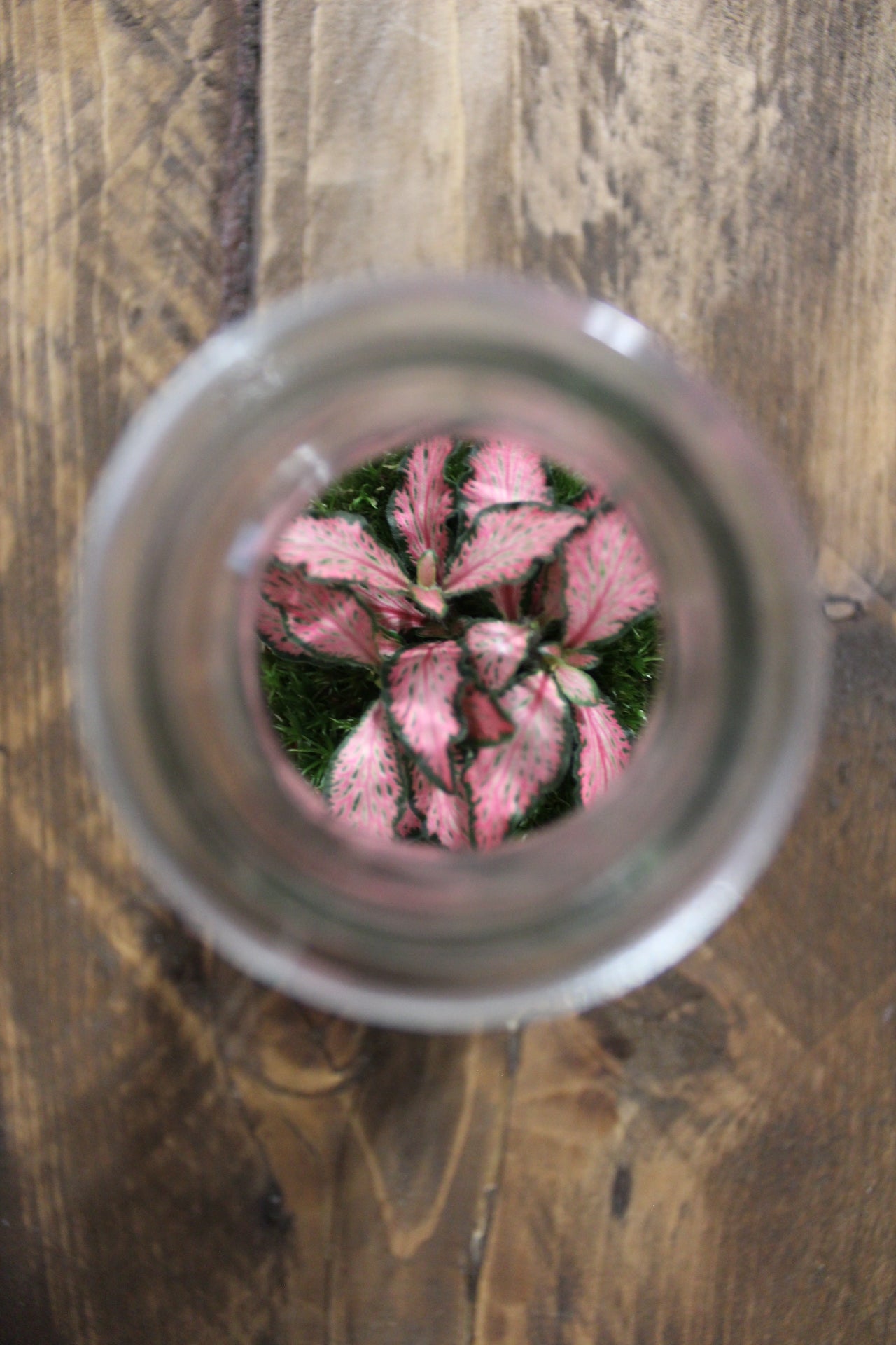 Mini terrario 250ml con Fittonia rosa