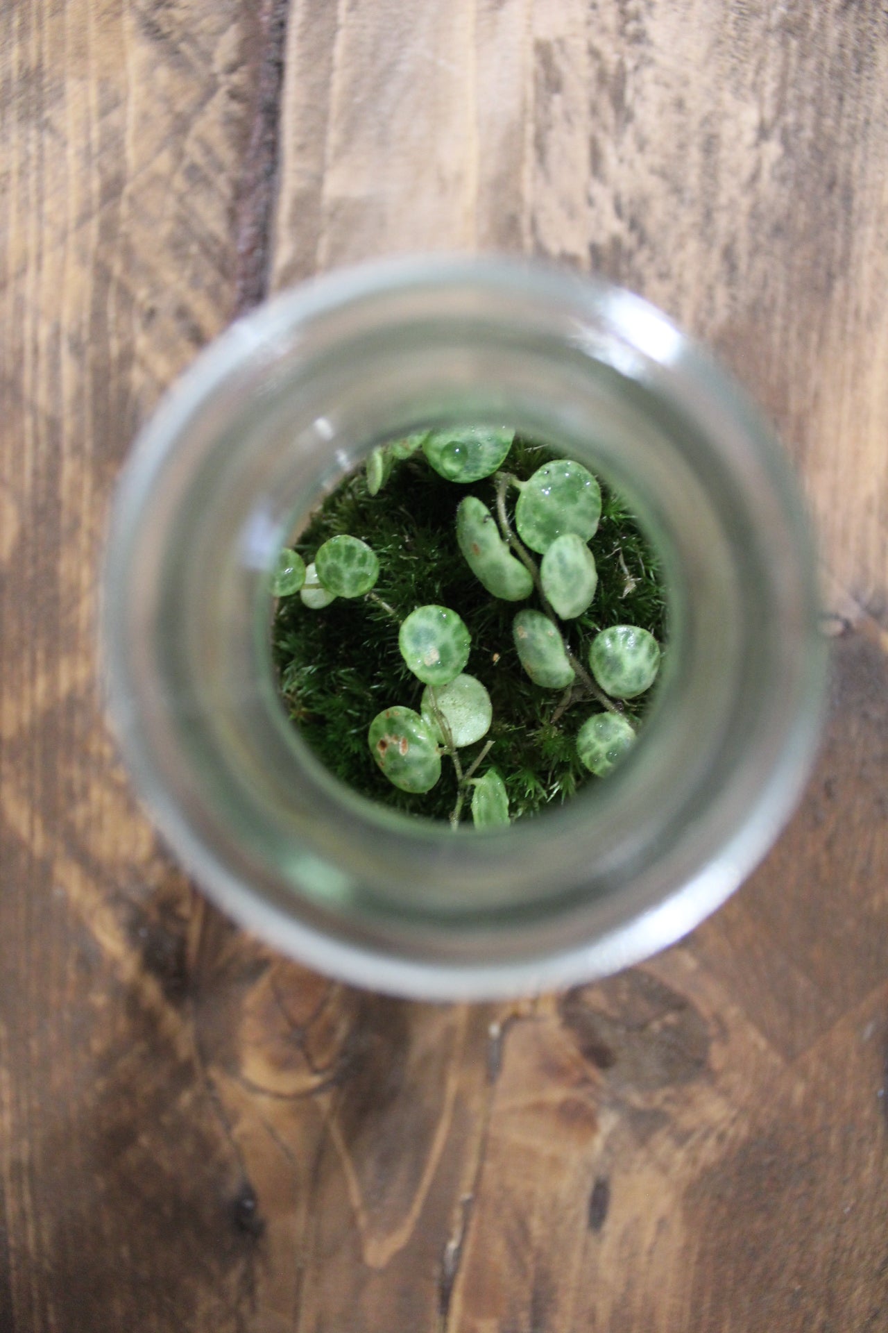 Mini terrario 250ml con Peperomia Prostrata