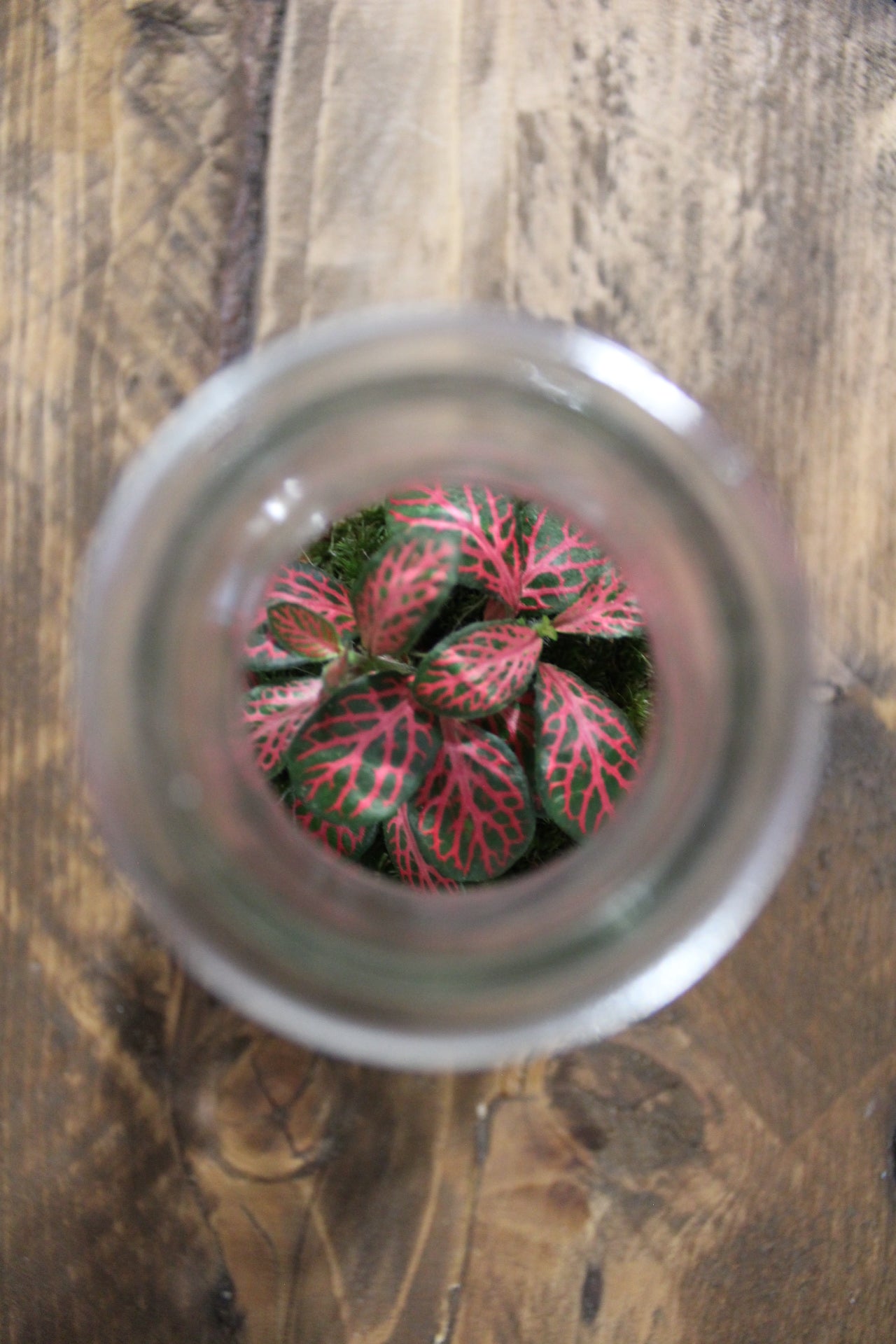 Mini terrario 250ml con Fittonia rossa