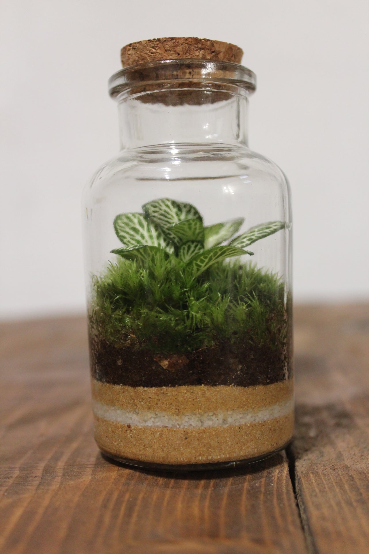 Mini terrario 250ml con Fittonia verde