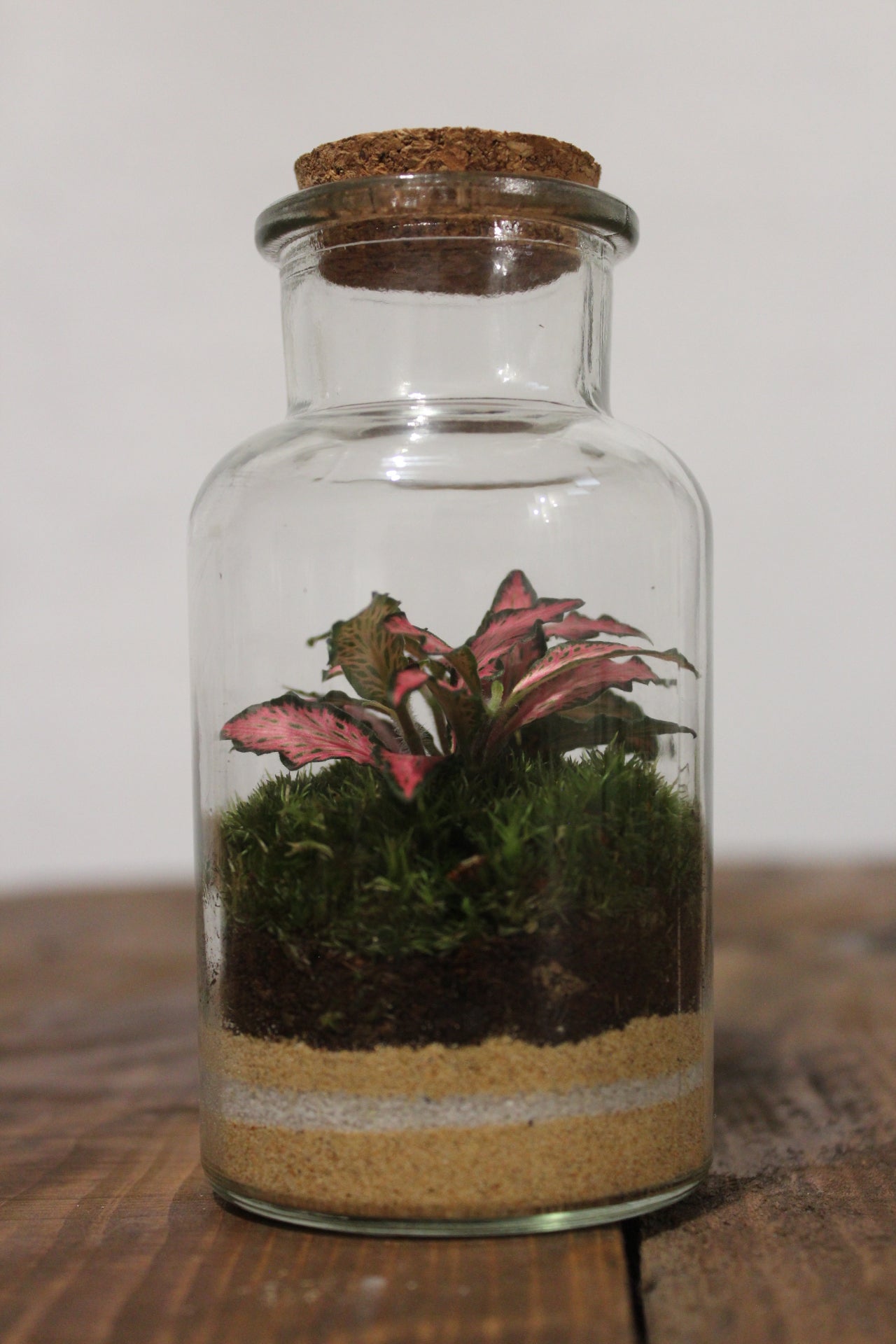 Mini terrario 250ml con Fittonia rosa