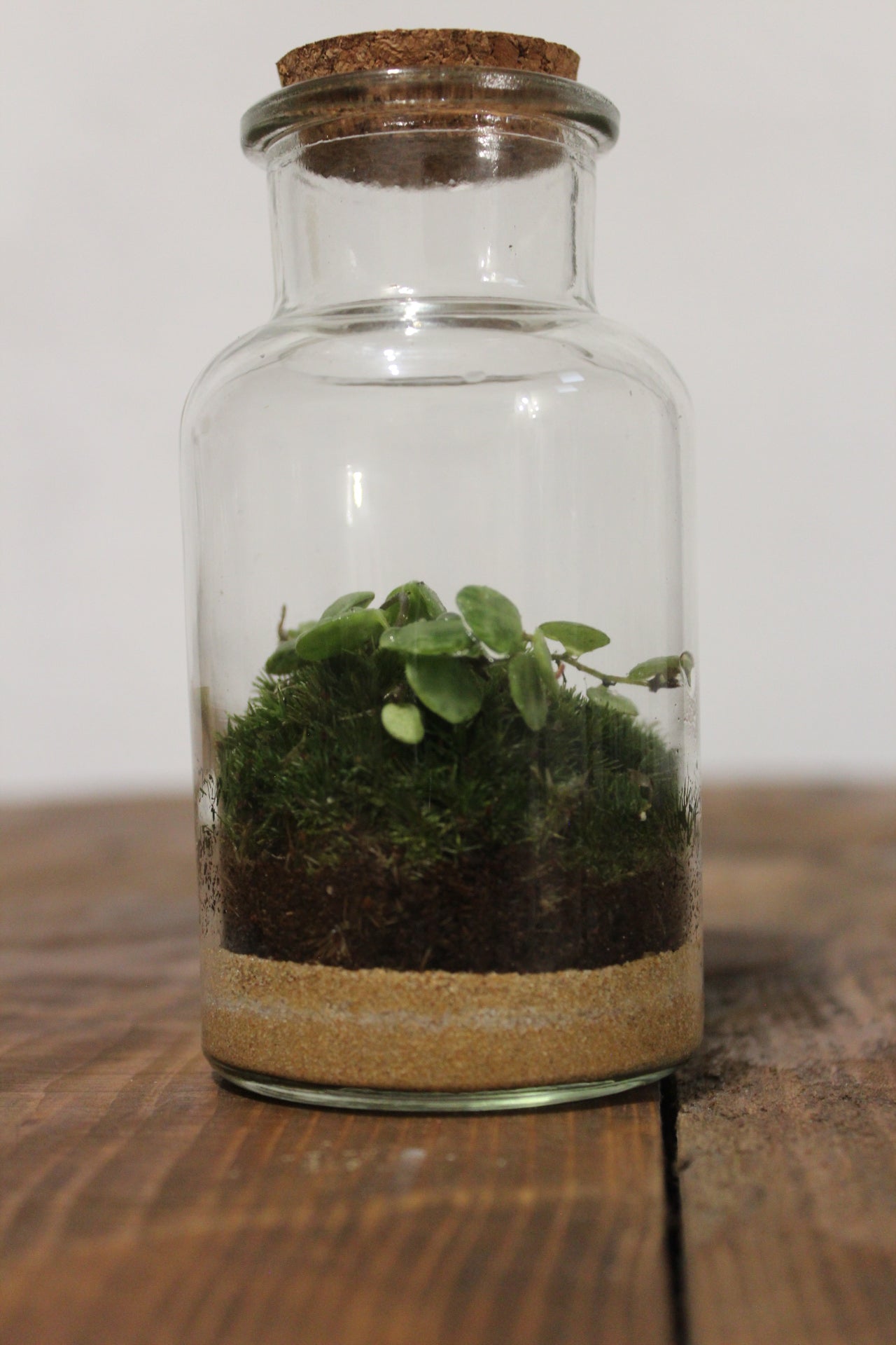 Mini terrario 250ml con Peperomia Prostrata