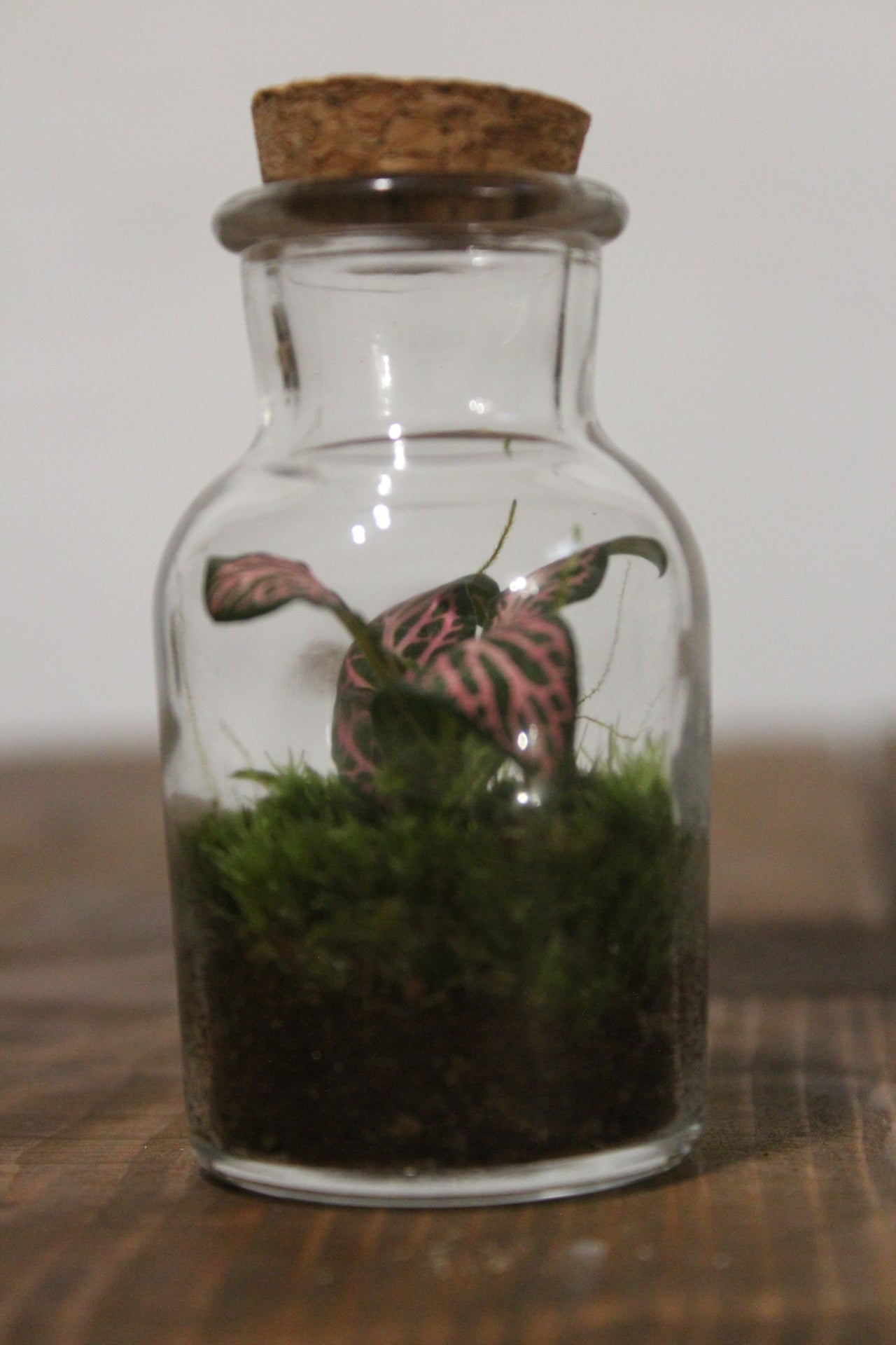 Mini terrario 60ml Fittonia rosa