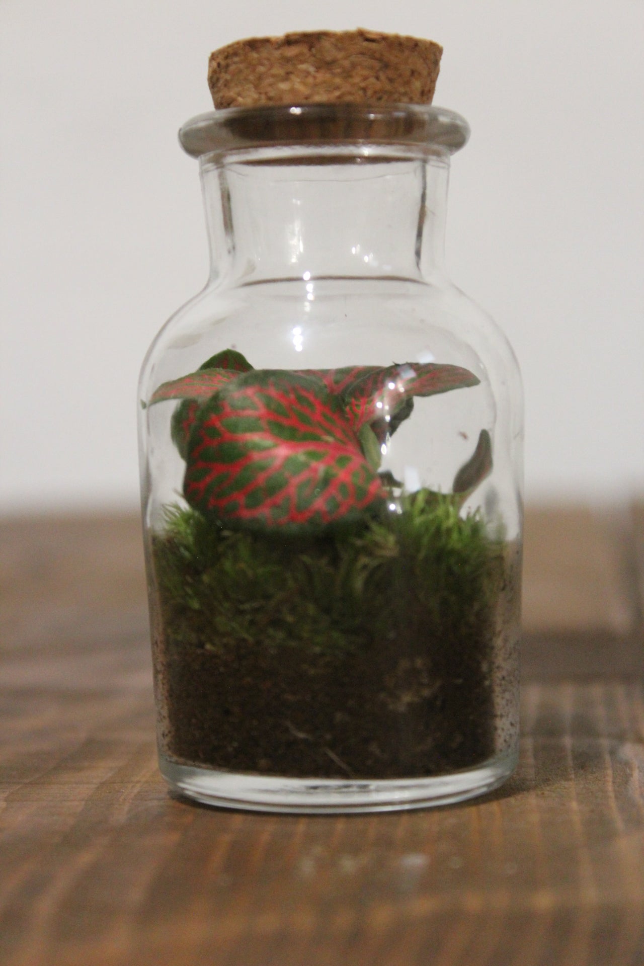 Mini terrario 60ml Fittonia rossa