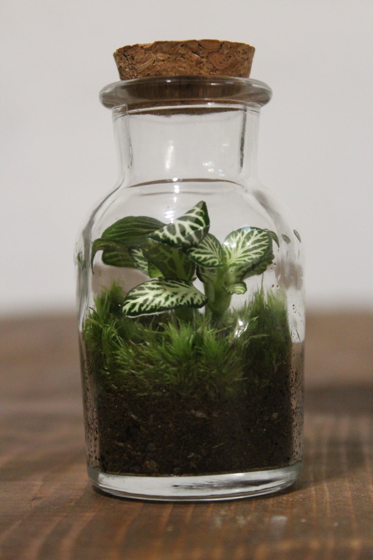 Mini terrario 60ml Fittonia verde