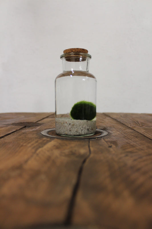 Marimo 250ml sabbia bianca