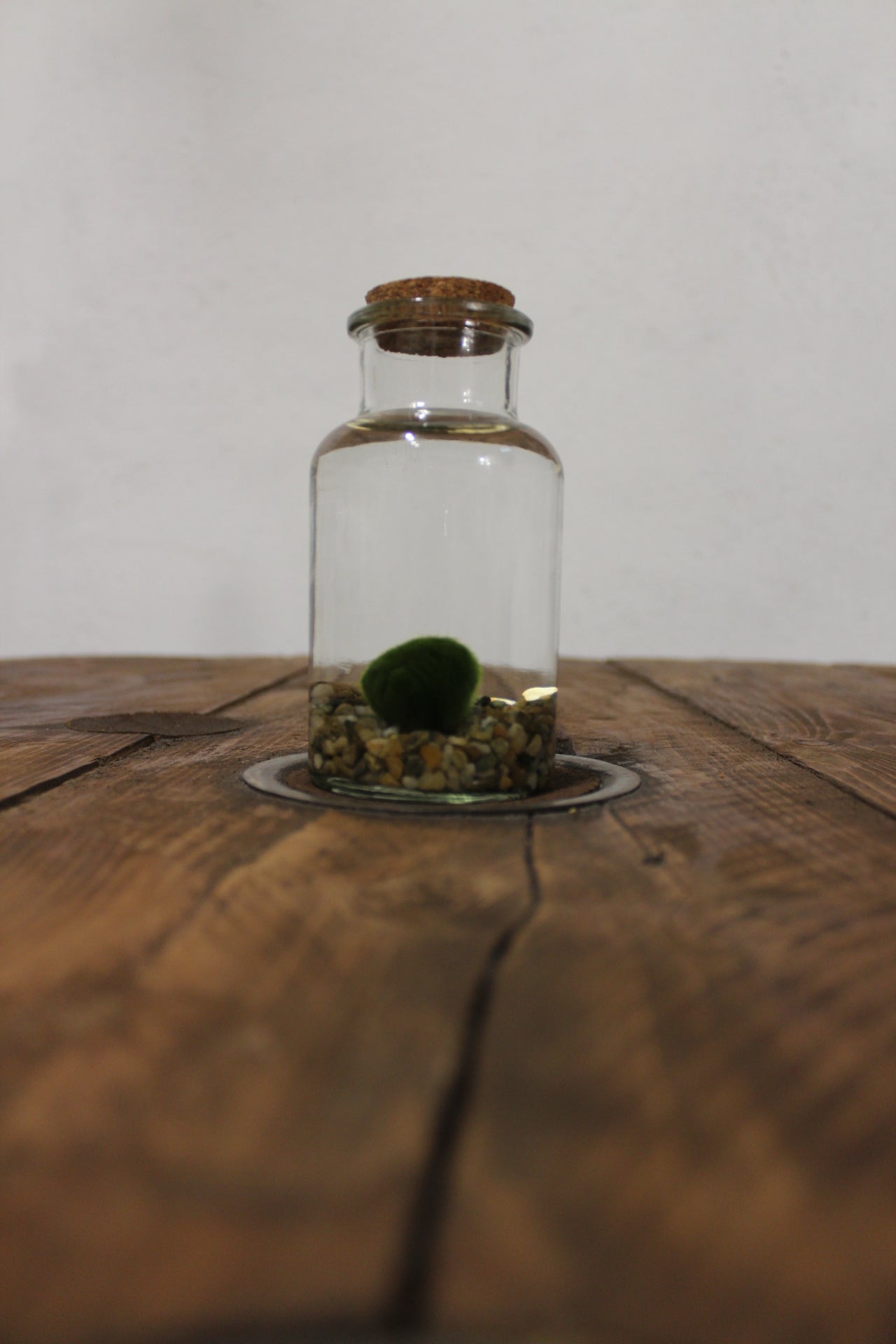 Marimo 250ml sabbia grigia