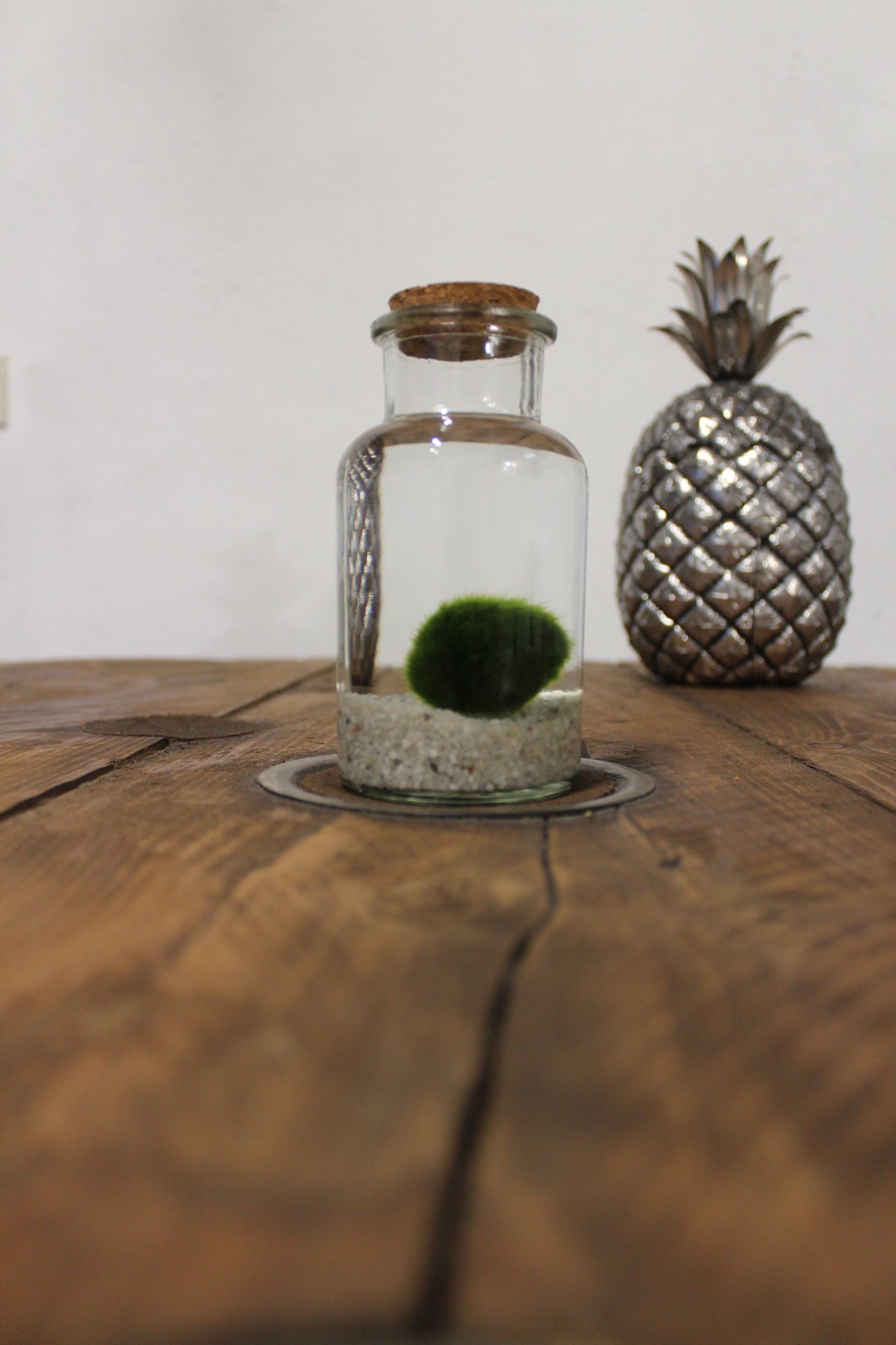 Marimo 250ml sabbia bianca