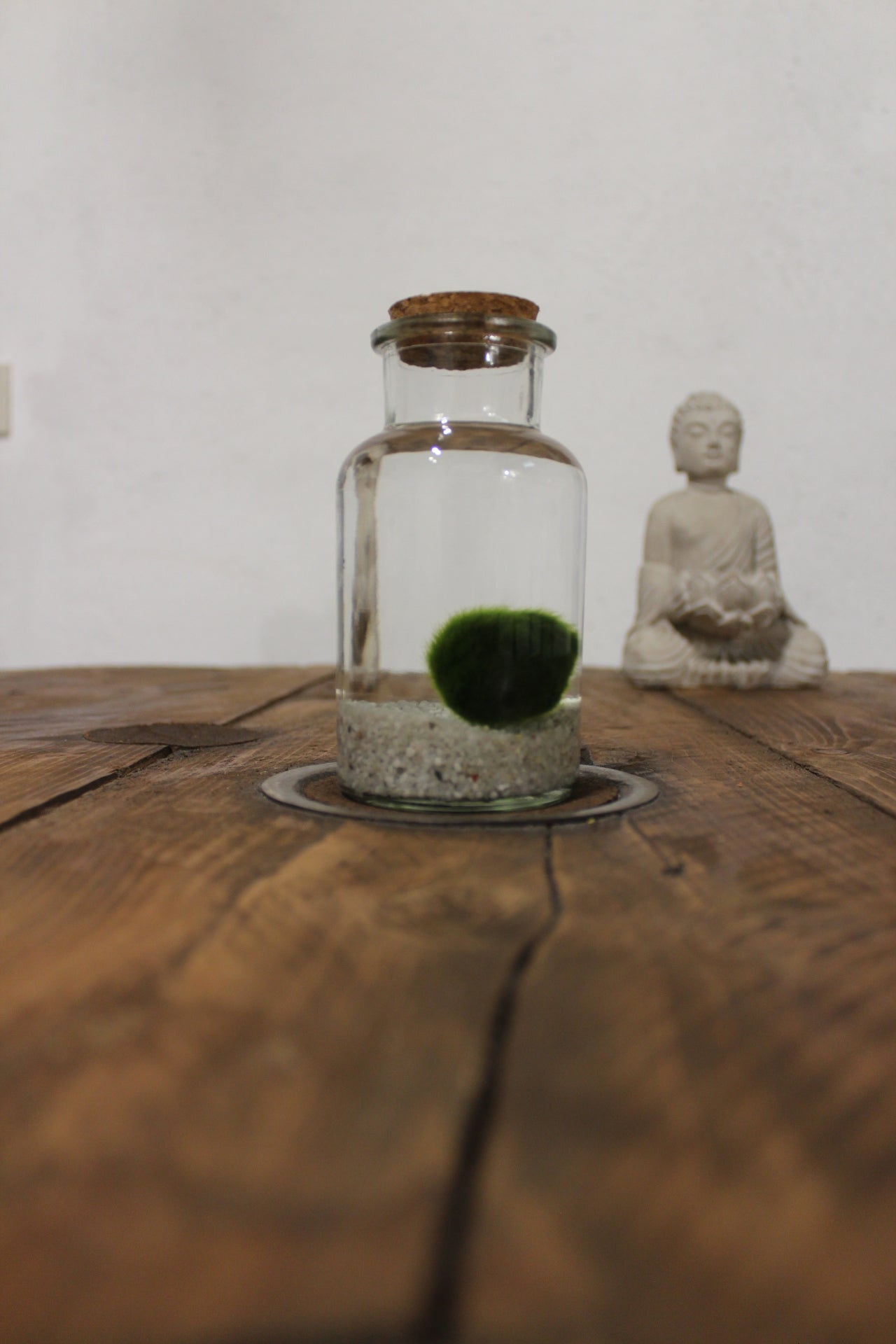 Marimo 250ml sabbia bianca