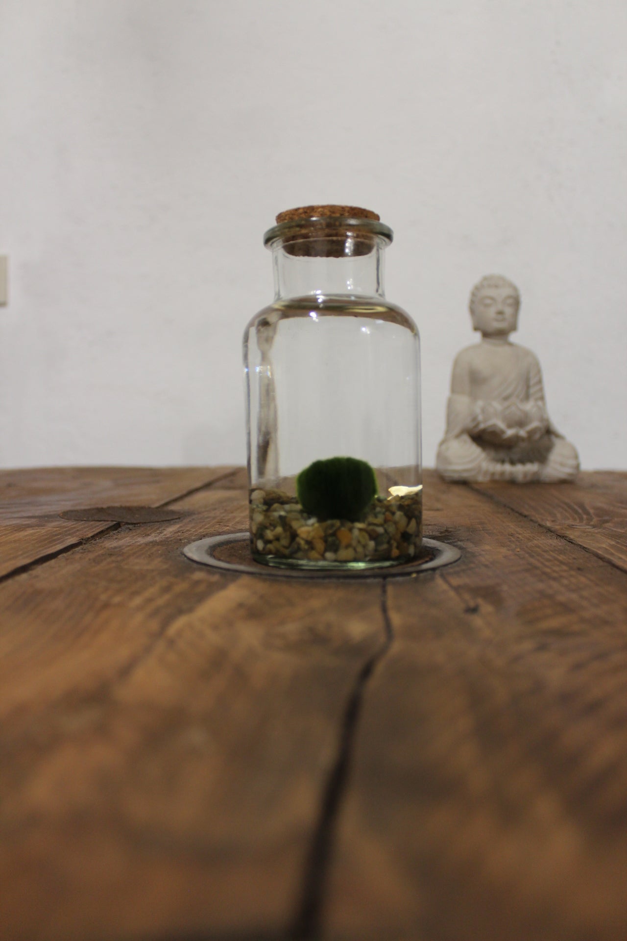 Marimo 250ml sabbia grigia