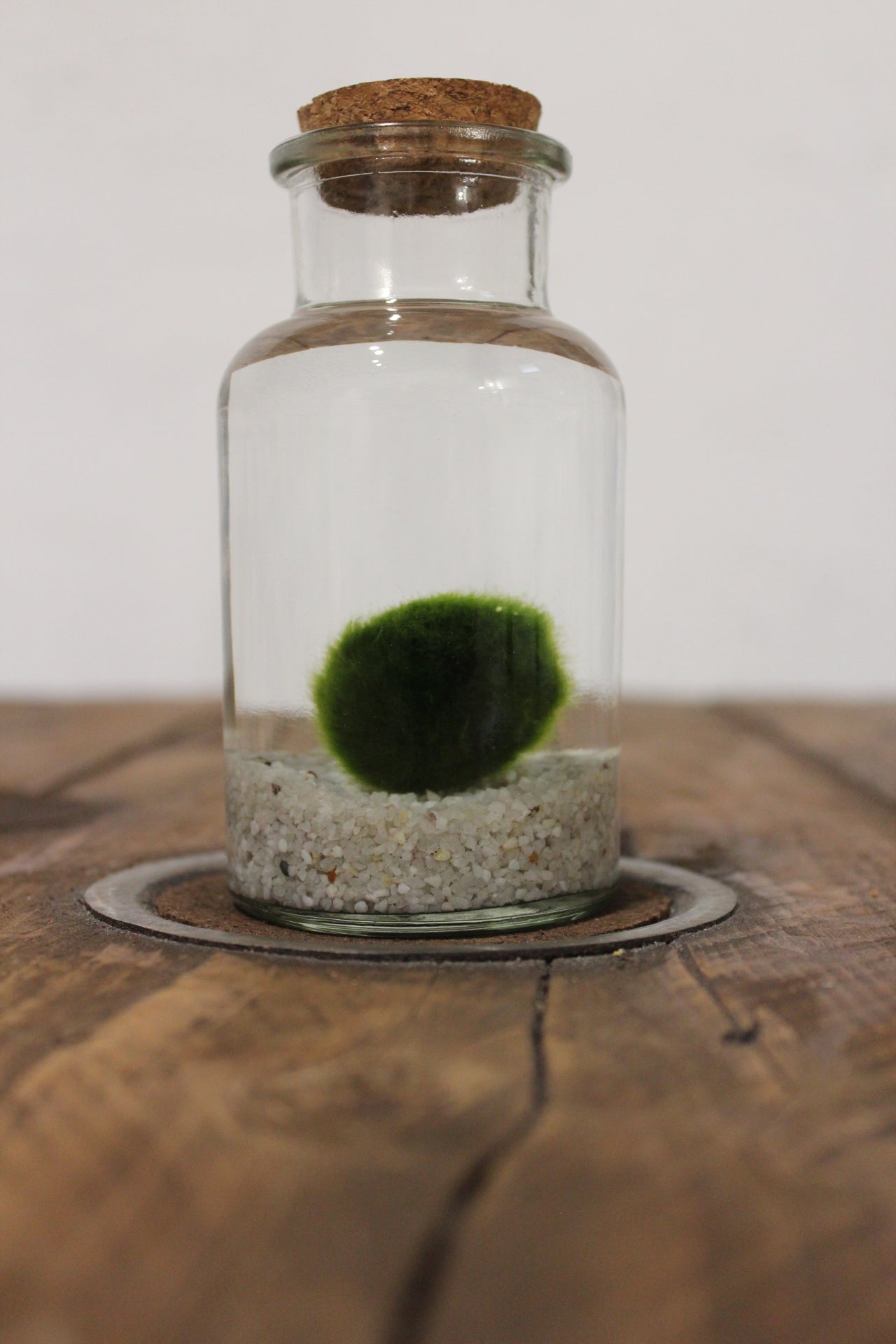 Marimo 250ml sabbia bianca