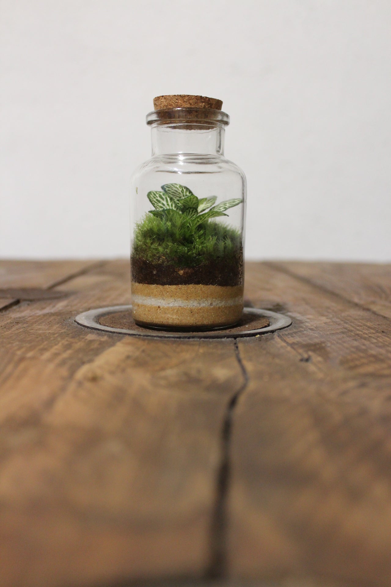 Mini terrario 250ml con Fittonia verde