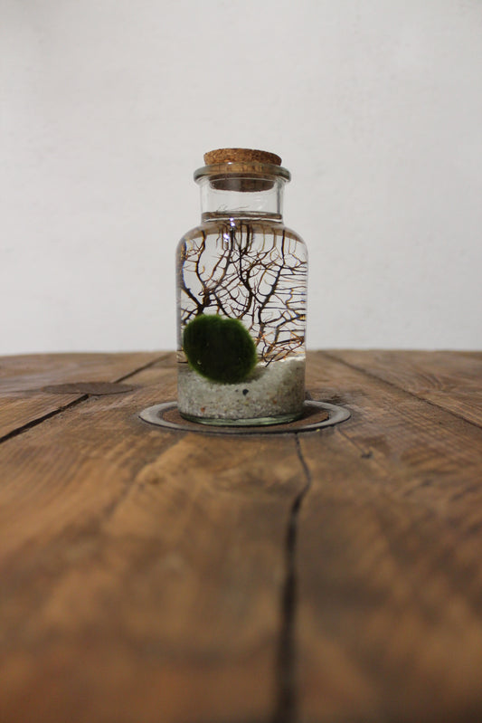 Marimo con corallo 250ml sabbia bianca