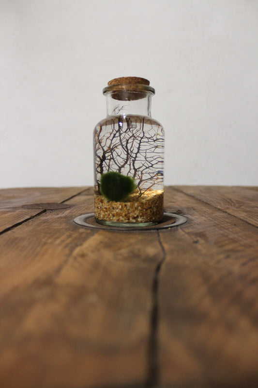 Marimo con corallo 250ml sabbia beige