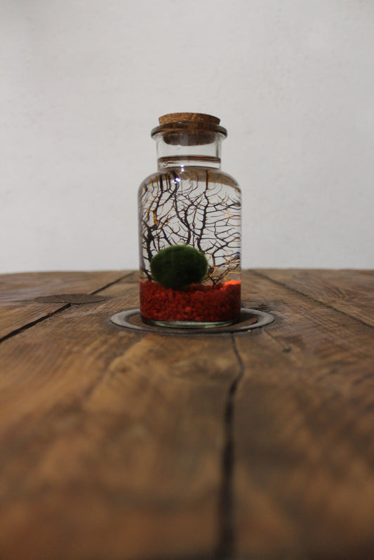 Marimo con corallo 250ml sabbia rossa