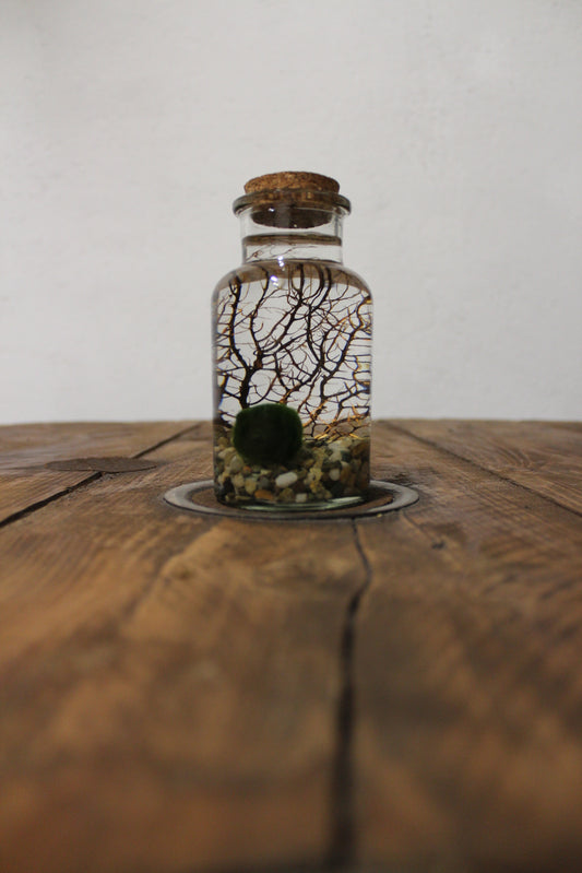 Marimo con corallo 250ml sabbia grigia