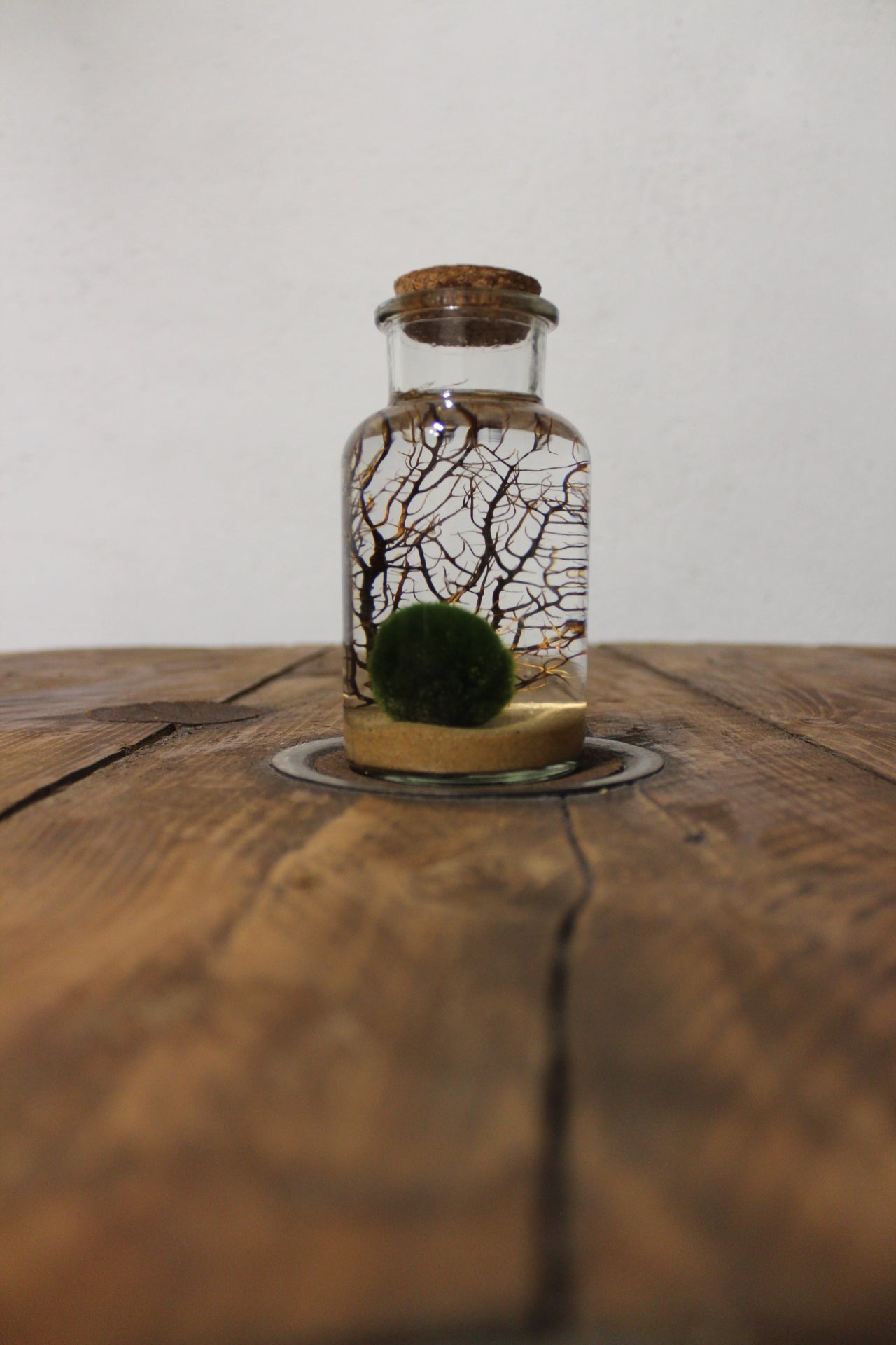 Marimo con corallo 250ml sabbia beige finissima