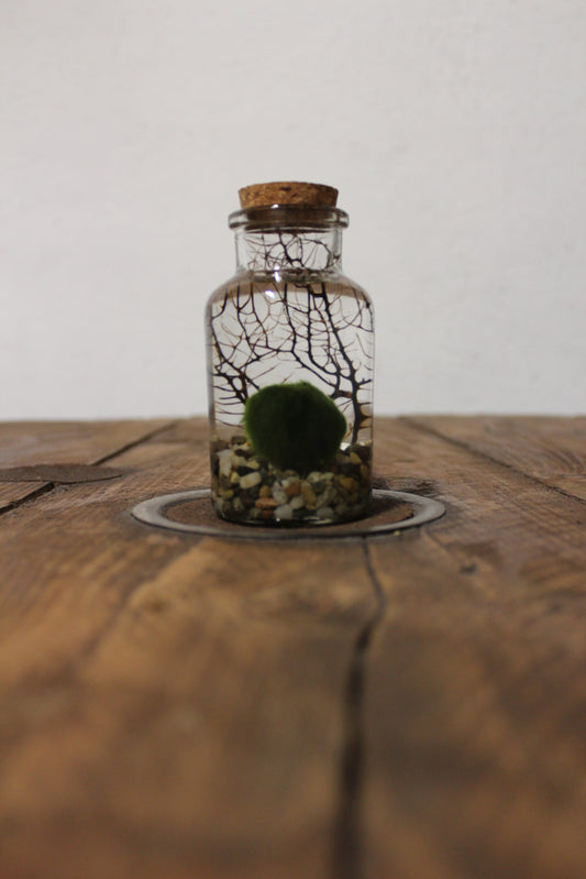 Marimo con corallo 150ml sabbia grigia