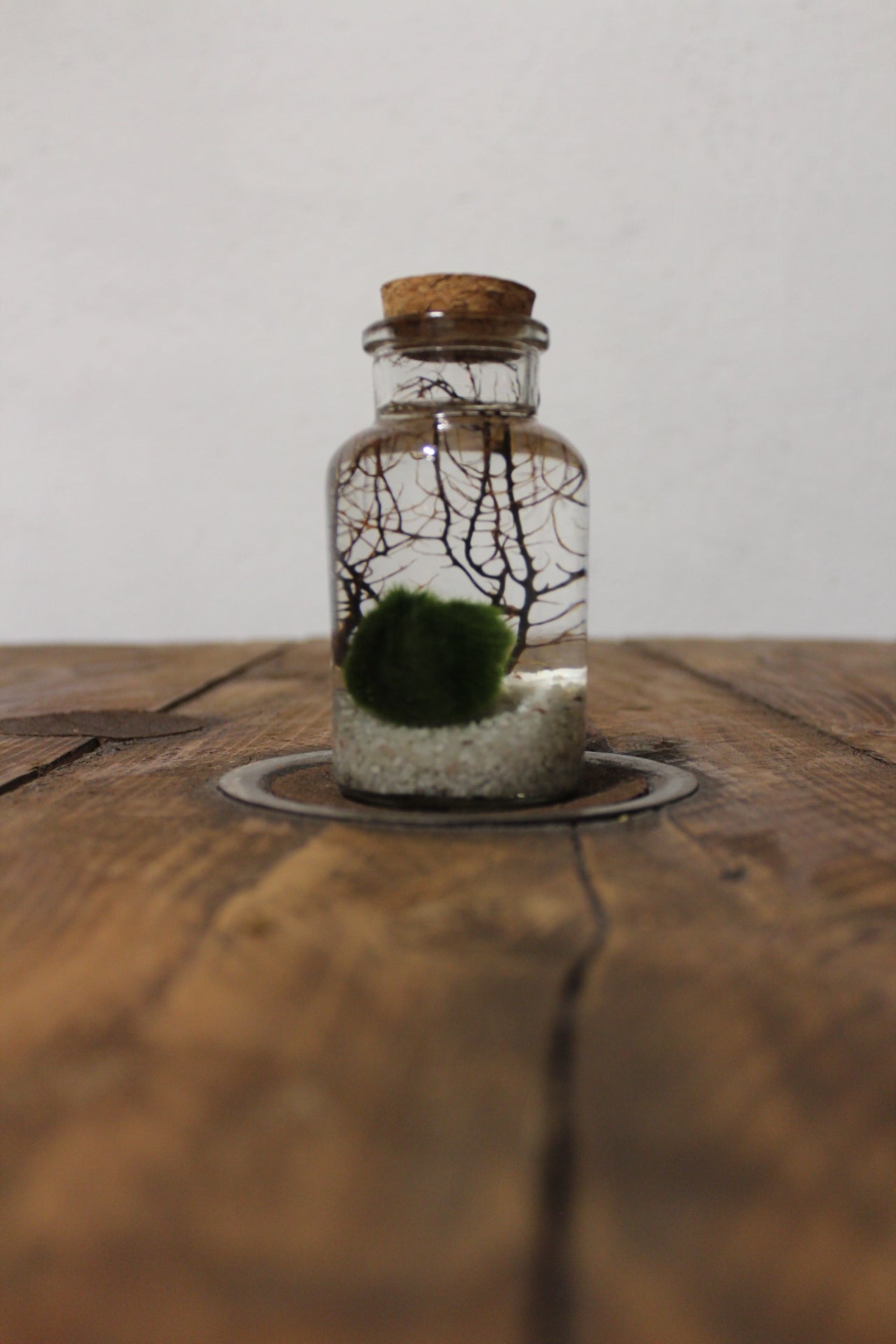 Marimo con corallo 150ml sabbia bianca