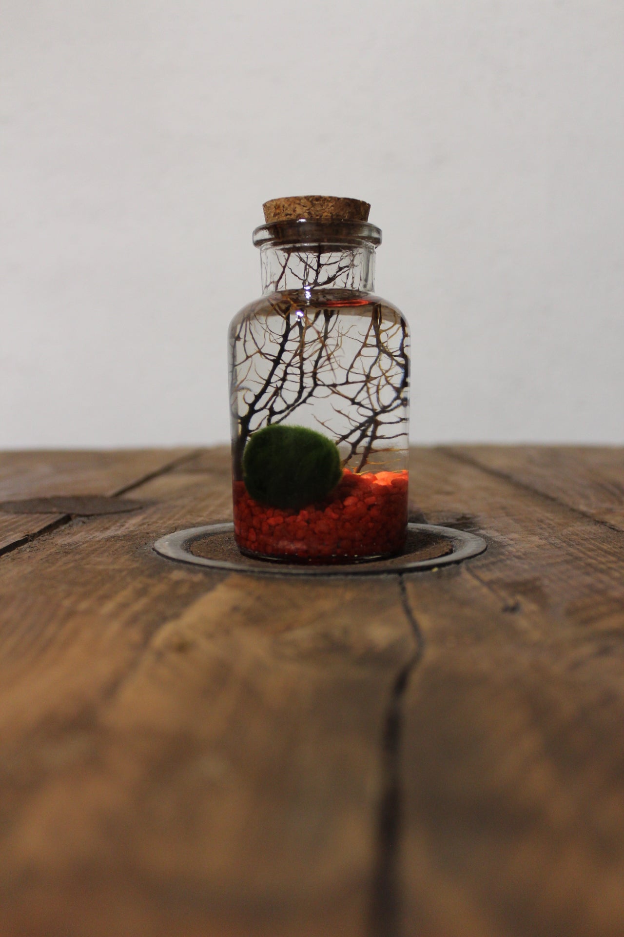 Marimo con corallo 150ml sabbia rossa